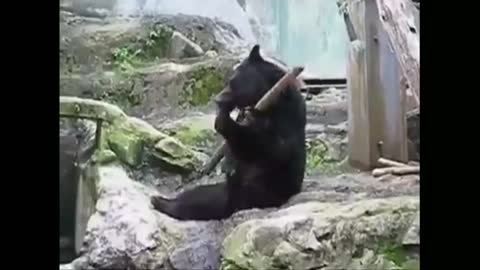 Funny bear - Funny bear videos compilation