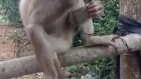 Tricking monkeys into eating peppers