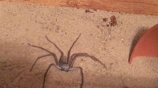 Sneaky Six-Eyed Sand Spider