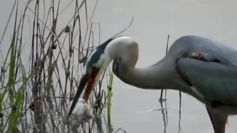 Watch herons feeding on crabs up close