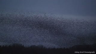 Stunning footage captures starling murmuration in Ireland