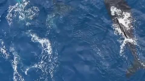 Amazing swimming fish shorts video
