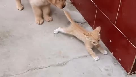"Who says cats and dogs can't be friends? Watch this adorable duo in action!"