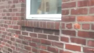 Dog stare down in red brick window