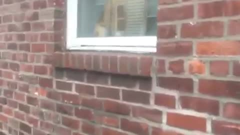 Dog stare down in red brick window