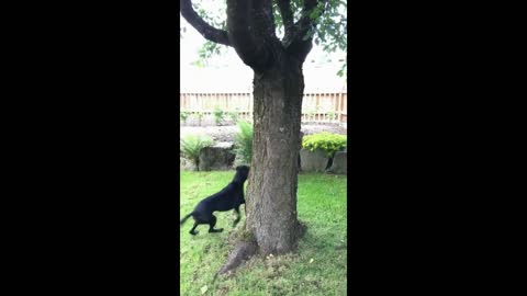 Gif video of dog trying to catch a squirrel from the tree