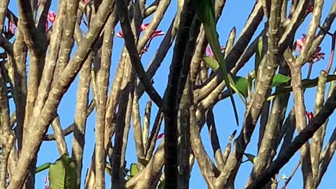 African Ringneck Male stopped by to eat