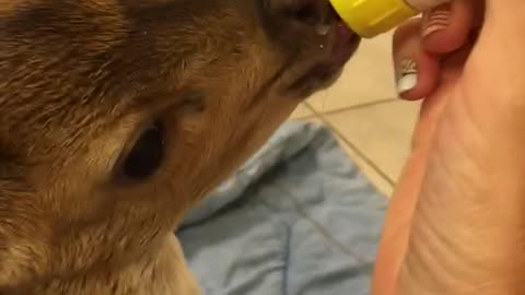 Rescue Fawn enjoys a bottle