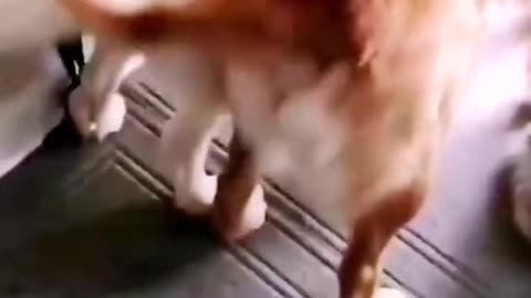 cute#funnyvideo#dog