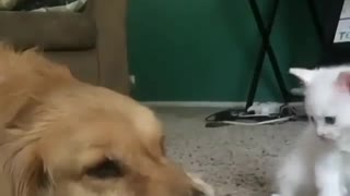 Kitten Trying to play with Dog