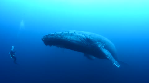 Divers Encounter Humpback Whales in the Ocean