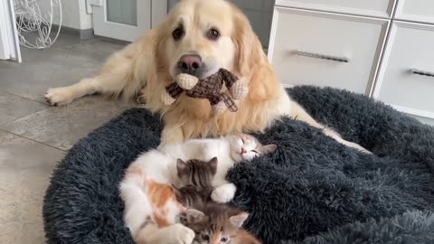 How the Golden Retriever and New Tiny Kittens Became Best Friends [Cutest Compilation]