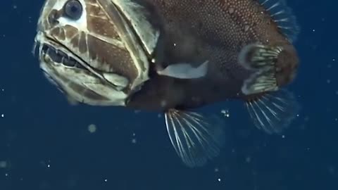 This frightening-looking fish is actually no bigger than the hand of an average adult.