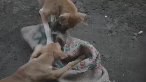 Little indian puppies barking and playing his brother