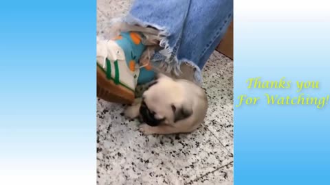 Funny cat, amazing video
