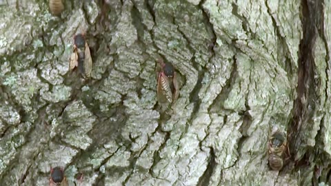 Rare cicada double emergence not seen in 200 years