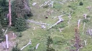 Bear Stalks and Catches Elk