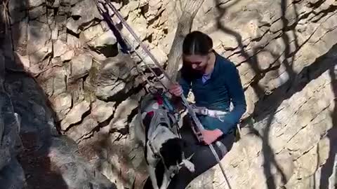 Adventurous pup rappel's down rock cliff for the very first time