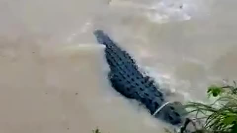 Crocodile | The Best Amazing Videos | WOW OMG | CRAZY VIDEOS NEWS | VIRAL VIDEOS #VIRAL