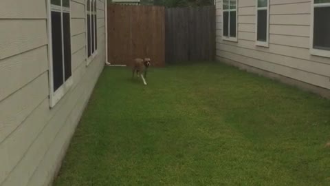 Dog hops huge fence