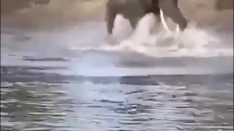 amazing fight crocodile vs elephant