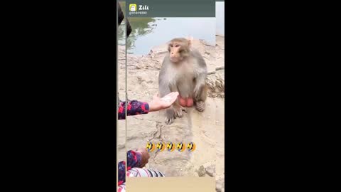 Monkey scared the boy see how Try not to laugh