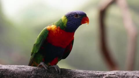 Two parrots quarreling