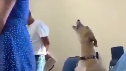 You can not stop this dog from praising God