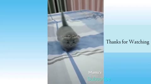 😂 Cute animals prank _ 🐶 funniest dogs _ 🐱 funniest cats _ pets at home 😎 MUmu's Tv