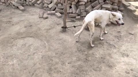 Rainy season dog and goat meeting and treatment