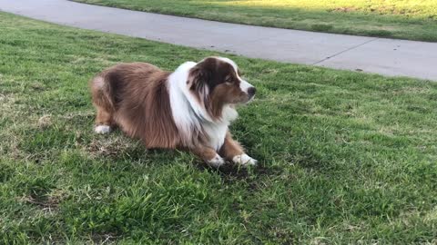 Aussie Buffalo Bill Speaks Gopher