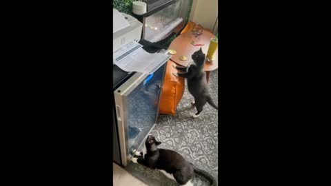 Here comes the cat and dog making you laugh