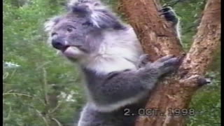 Clamoring Koala Screams Its Lungs Out