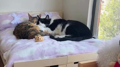 cute cat got his new cat bed and cat looks cute and happy