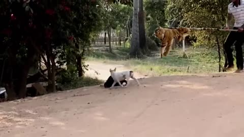 Troll Prank Dog Funny & fake Lion and Fake Tiger Prank