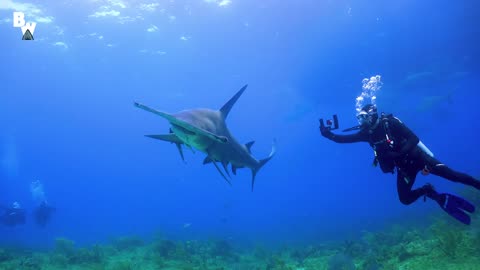 MASSIVE Hammerhead Shark Filmed in Bahamas!