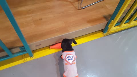 Dachshund puppy can't climb the stair due to short-leg