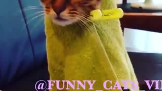 Funny and Cute Cats Videos #106 │ Gadis Sekarwangi