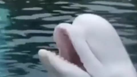 White dolphins are really cute