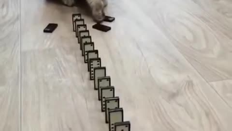 Cute domino cat