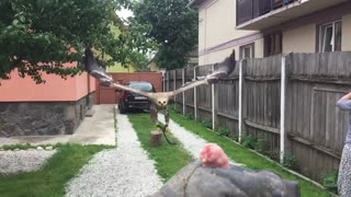 Eagle fly SLOW MOTION