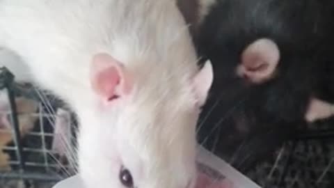 Cute rats eating and playing cute video