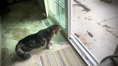 Cat Tries To Catch Chipmunks, Runs Right Into Screen Door