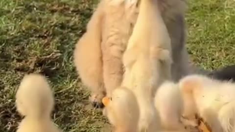 Funny cat and funny duckling are together click b