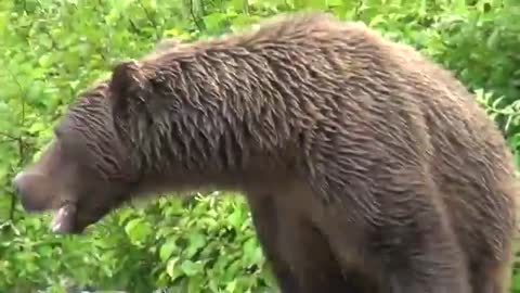 Up close and personal Grizzly Bear Encounter