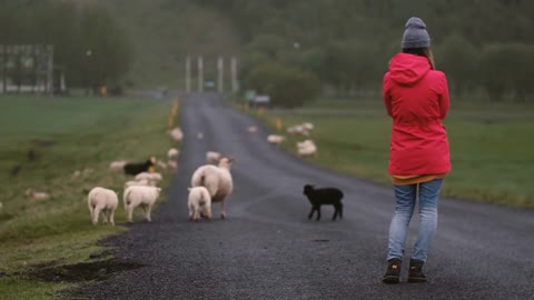 Back view of young woman standing on the road and looking on white and black sheep