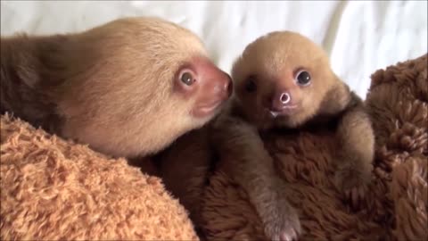 Cute baby sloths.....being cute