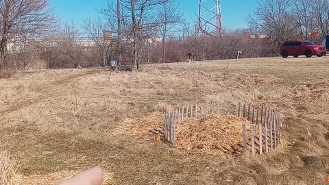 Planting Season Has Begun!!! Pear Trees & Yellow Raspberries.