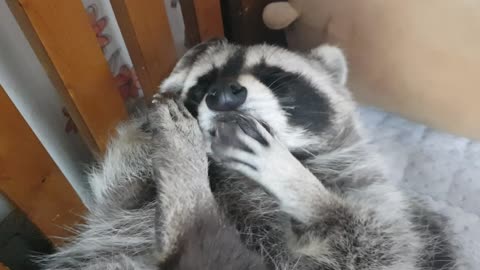 Pet raccoon thoroughly grooms himself before bedtime