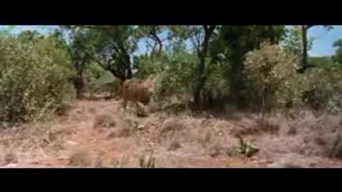 Lion chases Hunters Funny